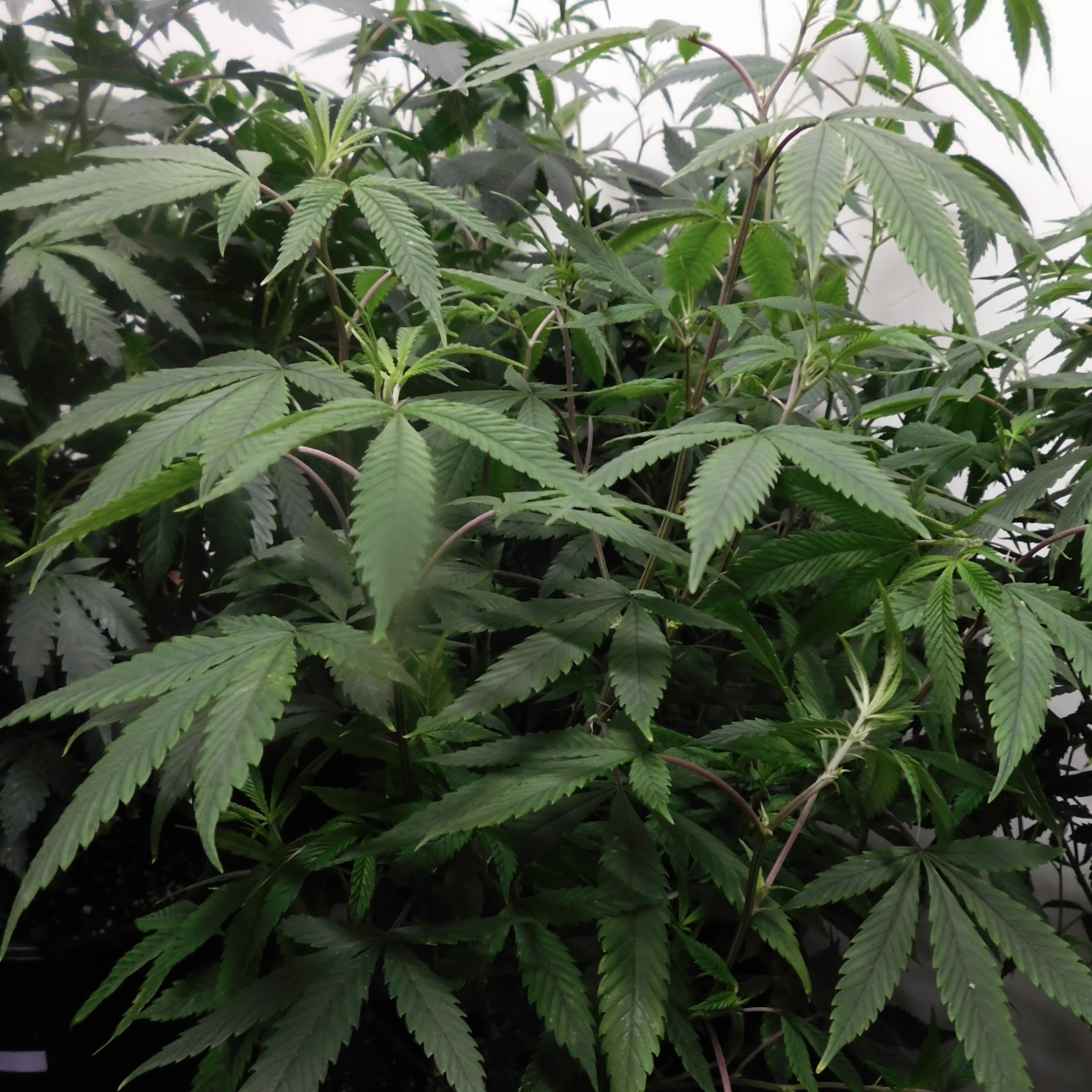 Third Annual Empire State Cannabis Cup Brings Crowds and Innovation to Amsterdam, NY